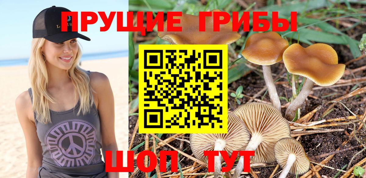 Галлюциногенные грибы Cubensis Гусев